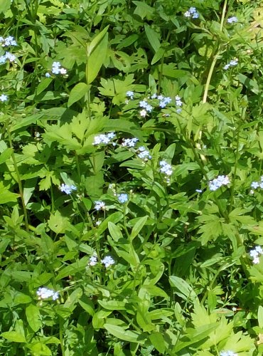 POMNĚNKA BAHENNÍ (Myosotis palustris) FOTO: Marta Knauerová, 2022