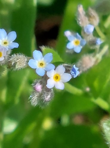 POMNĚNKA CHLUMNÍ (Myosotis ramosissima) FOTO: Marta Knauerová