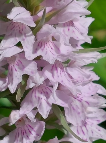 PRSTNATEC FUCHSŮV (Dactylorhiza Fuchsii) – ohrožený druh §3, C4a –
FOTO: Marta Knauerová, 2022
