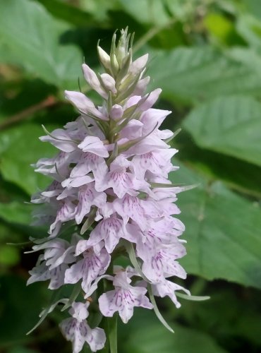 PRSTNATEC FUCHSŮV (Dactylorhiza Fuchsii) – ohrožený druh §3, C4a –
FOTO: Marta Knauerová, 2022
