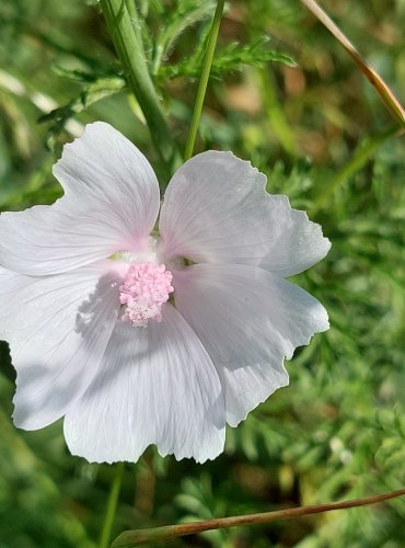 SLÉZ PIŽMOVÝ (Malva moschata) FOTO: Marta Knauerová