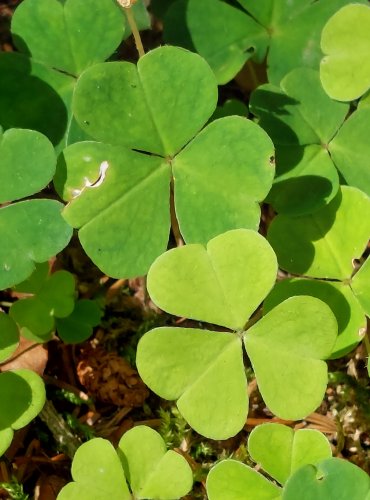 ŠŤAVEL KYSELÝ (Oxalis acetosella) FOTO: Marta Knauerová