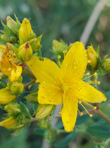 TŘEZALKA TEČKOVANÁ (Hypericum perforatum) FOTO: Marta Knauerová