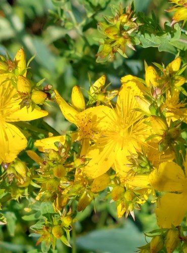 TŘEZALKA TEČKOVANÁ (Hypericum perforatum) FOTO: Marta Knauerová