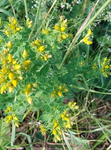 TŘEZALKA TEČKOVANÁ (Hypericum perforatum) FOTO: Marta Knauerová