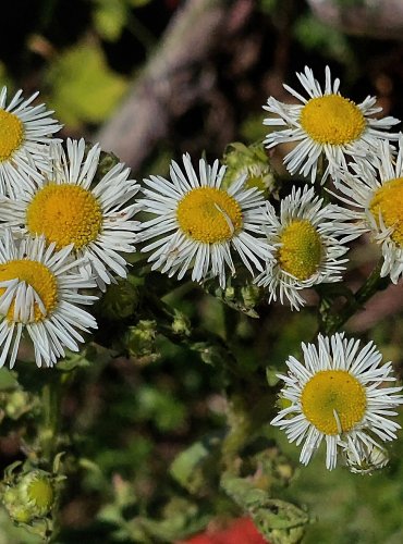 TURAN ROČNÍ (Erigeron annuus) FOTO: Marta Knauerová