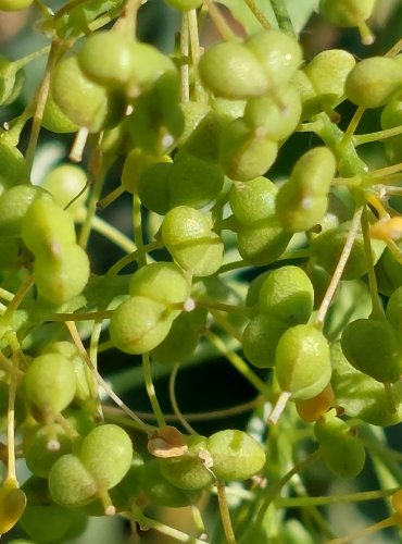 VESNOVKA OBECNÁ (Lepidium draba) ZRAJÍCÍ PLODENSTVÍ – FOTO: Marta Knauerová