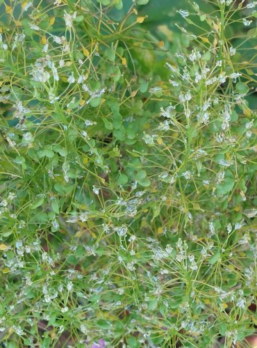 VESNOVKA OBECNÁ (Lepidium draba) FOTO: Marta Knauerová