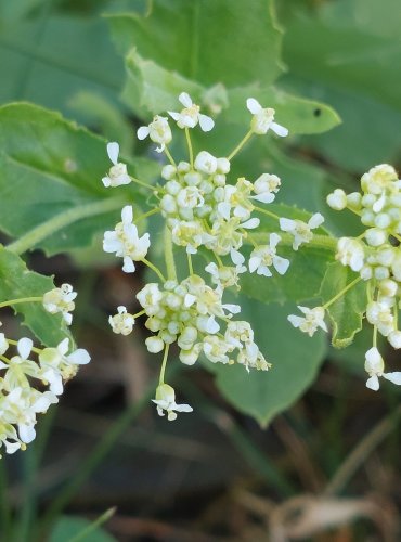 VESNOVKA OBECNÁ (Lepidium draba) FOTO: Marta Knauerová