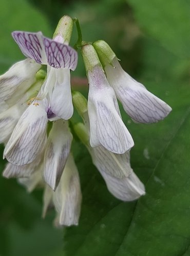 VIKEV LESNÍ (Vicia sylvatica) FOTO: Marta Knauerová