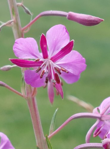 VRBOVKA ÚZKOLISTÁ (Epilobium angustifolium) FOTO: Marta Knauerová