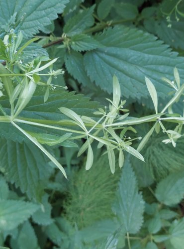 SVÍZEL PŘÍTULA (Galium aparine) FOTO: Marta Knauerová, 2022