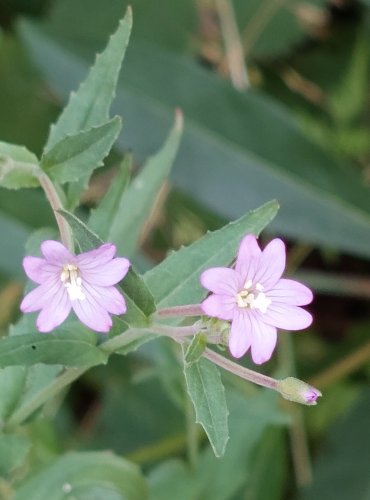 VRBOVKA HORSKÁ (Epilobium montanum) FOTO: Marta Knauerová, 2022