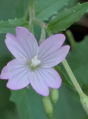 VRBOVKA HORSKÁ (Epilobium montanum) FOTO: Marta Knauerová, 2022