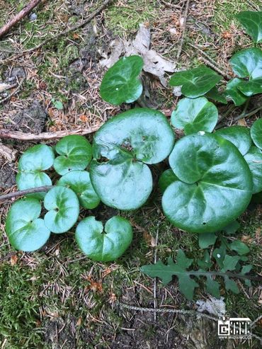 KOPYTNÍK EVROPSKÝ (Asarum europaeum) FOTO: Marta Knauerová