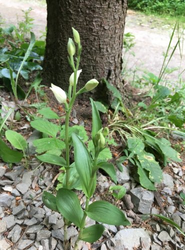 OKROTICE BÍLÁ (Cephalanthera damasonium) C3 - ohrožený druh. FOTO: Marta Knauerová, 2022