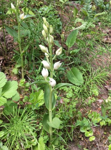 OKROTICE BÍLÁ (Cephalanthera damasonium) C3 - ohrožený druh. FOTO: Marta Knauerová, 2021