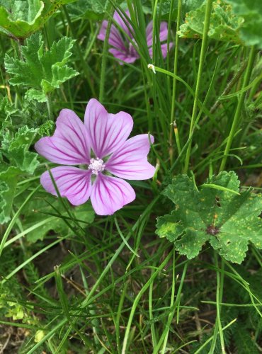 SLÉZ LESNÍ (Malva sylvestris) FOTO: Marta Knauerová