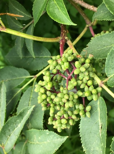 BEZ HROZNATÝ (Sambucus racemosa) NEZRALÉ PLODENSTVÍ – FOTO: Marta Knauerová