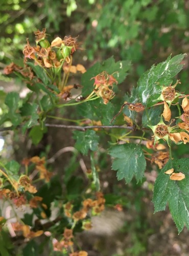 HLOH  (Crataegus spp.) - PO ODKVĚTU, bez bližšího určení - FOTO: Marta Knauerová