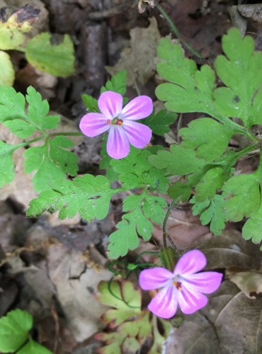 KAKOST SMRDUTÝ (Geranium robertianum) FOTO: Marta Knauerová