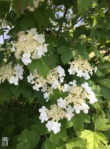 KALINA OBECNÁ (Viburnum opulus) FOTO: Marta Knauerová