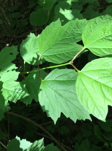 KALINA OBECNÁ (Viburnum opulus) FOTO: Marta Knauerová