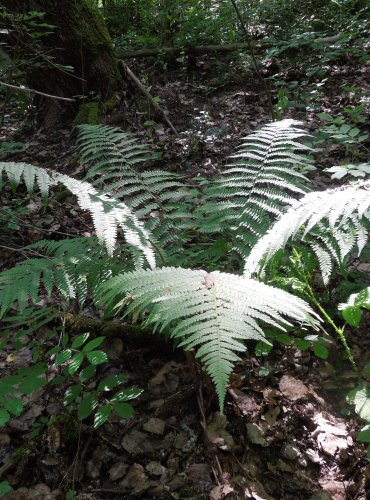 KAPRAĎ SAMEC (Dryopteris filix-mas) FOTO: Marta Knauerová