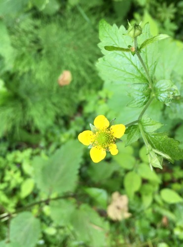 KUKLÍK MĚSTSKÝ (Geum urbanum) FOTO: Marta Knauerová