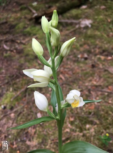 OKROTICE BÍLÁ (Cephalanthera damasonium) C3 - ohrožený druh  FOTO: Marta Knauerová, 2021