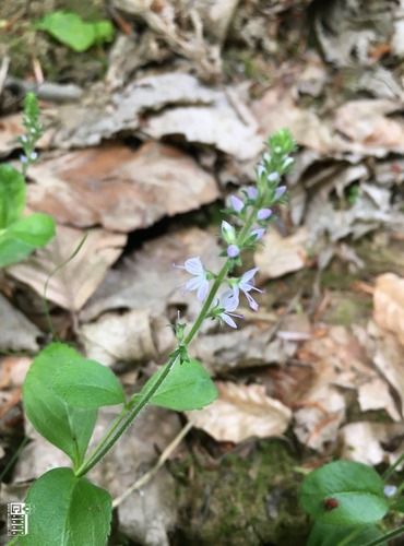 ROZRAZIL LÉKAŘSKÝ (Veronica officinalis) FOTO: Marta Knauerová