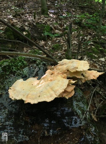 SÍROVEC ŽLUTOORANŽOVÝ (Laetiporus sulphureus) FOTO: Marta Knauerová