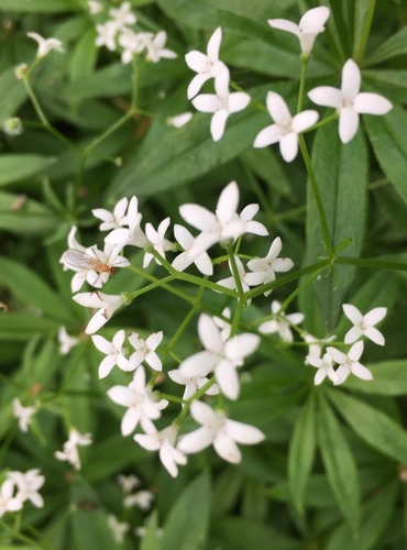 SVÍZEL VONNÝ (Galium odoratum) FOTO: Marta Knauerová