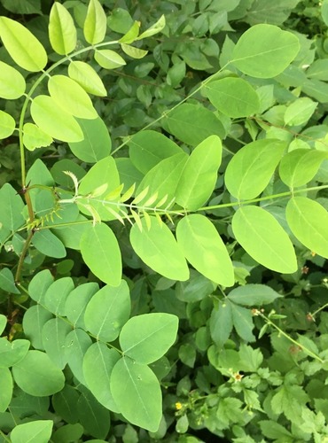 TRNOVNÍK AKÁT (Robinia psudoacacia) FOTO: Marta Knauerová