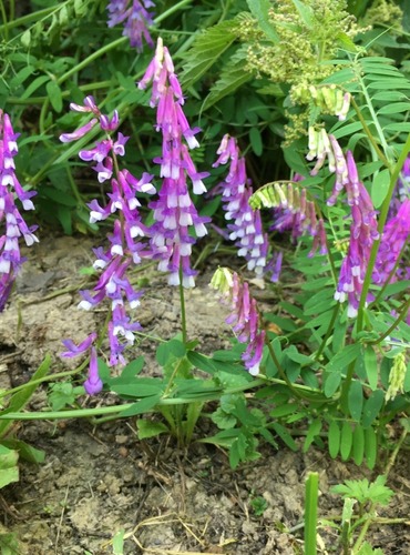 VIKEV PTAČÍ (Vicia cracca) FOTO: Marta Knauerová