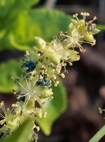 BAŽANKA VYTRVALÁ (Mercurialis perennis) ZRAJÍCÍ PLODENSTVÍ – FOTO: Marta Knauerová