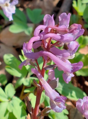 DYMNIVKA DUTÁ (Corydalis cava) FOTO: Marta Knauerová