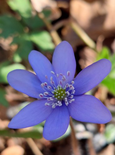 JATERNÍK PODLÉŠKA (Hepatica nobilis) FOTO: Marta Knauerová