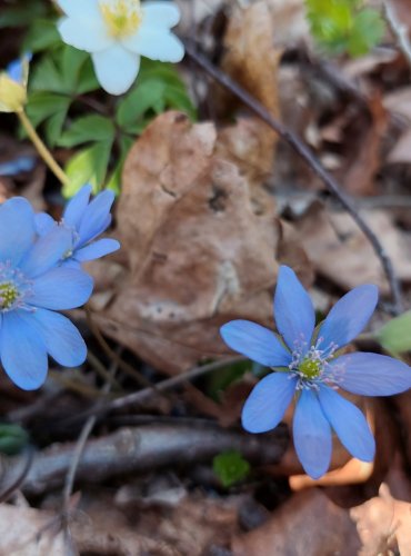 JATERNÍK PODLÉŠKA (Hepatica nobilis) FOTO: Marta Knauerová