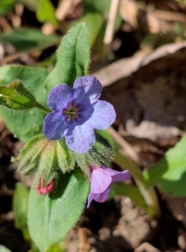 PLICNÍK LÉKAŘSKÝ (Pulmonaria officinalis) FOTO: Marta Knauerová