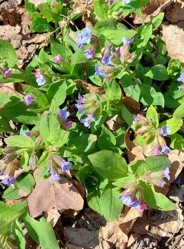 PLICNÍK LÉKAŘSKÝ (Pulmonaria officinalis) FOTO: Marta Knauerová