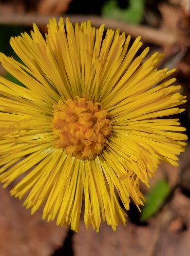 PODBĚL LÉKAŘSKÝ (Tussilago farfara) FOTO: Marta Knauerová