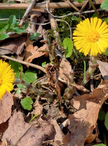 PODBĚL LÉKAŘSKÝ (Tussilago farfara) FOTO: Marta Knauerová