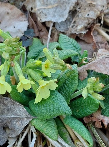 PRVOSENKA JARNÍ (Primula veris) FOTO: Marta Knauerová