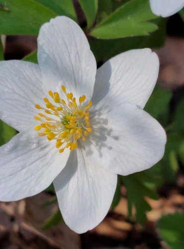 SASANKA HAJNÍ (Anemone nemorosa) FOTO: Marta Knauerová