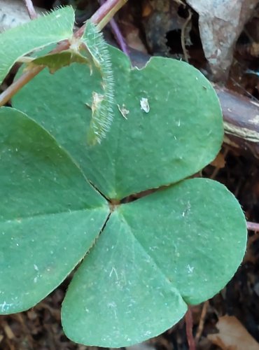 ŠŤAVEL KYSELÝ (Oxalis acetosella) FOTO: Marta Knauerová