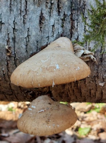 BŘEZOVNÍK OBECNÝ (Piptoporus betulinus) FOTO: Marta Knauerová