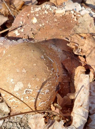 BŘEZOVNÍK OBECNÝ (Piptoporus betulinus) FOTO: Marta Knauerová