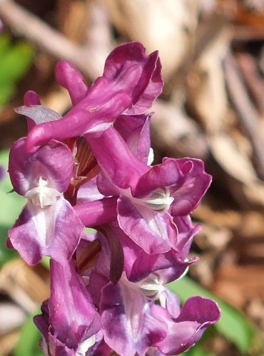 DYMNIVKA DUTÁ (Corydalis cava) FOTO: Marta Knauerová