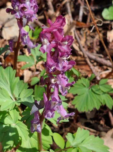 DYMNIVKA DUTÁ (Corydalis cava) FOTO: Marta Knauerová